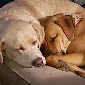 Meet your Posher, Trudie